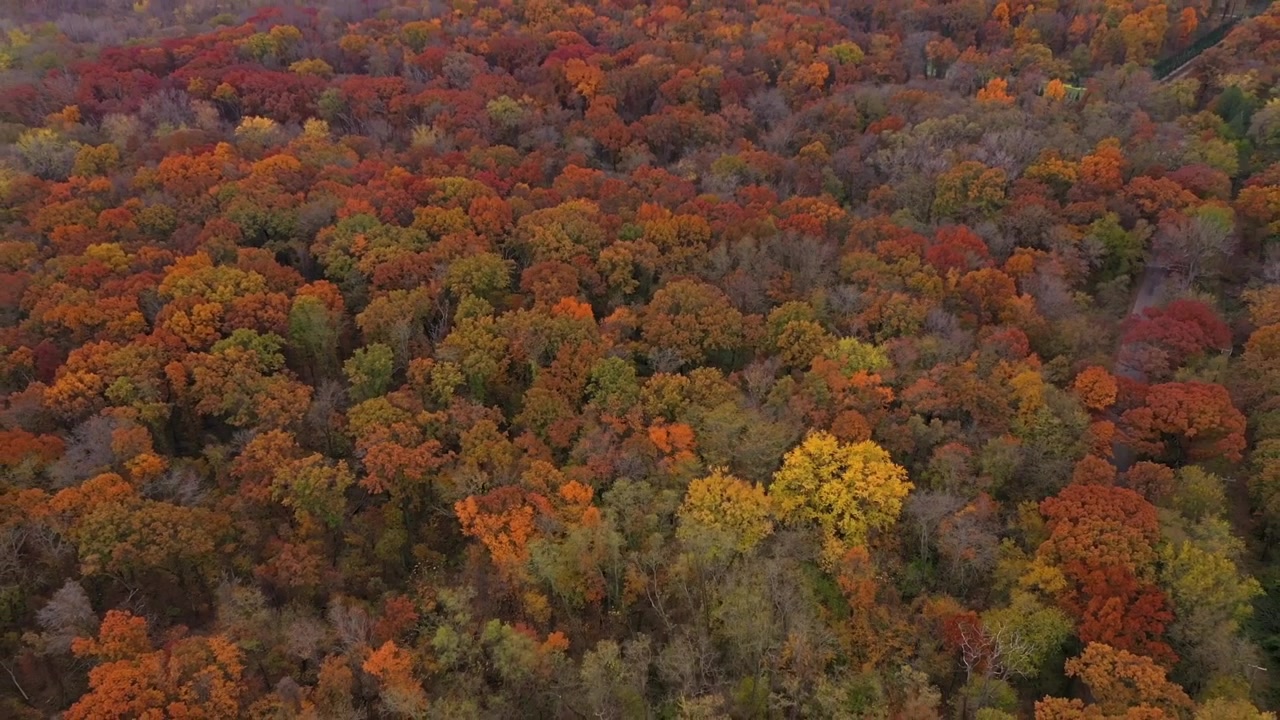 Fall leaves Changing colors