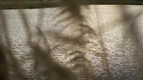 río de agua con plantas hora dorada en un parque