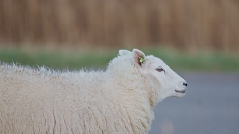 a white dolly sheep livestock animal grazing on a meadow field at the daytime