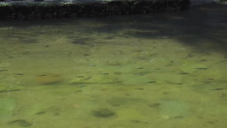 Tiger-Pufferfish,-Tora-Fugu-Swimming-in-School-off-Japanese-Coast