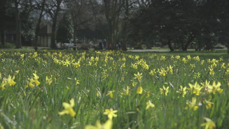 Cinematic-tracking-shot-of-a-border-terrier-running-through-daffodils