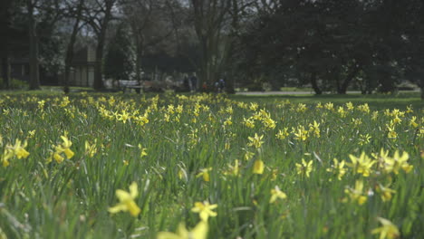 cinematic tracking shot of a border terrier running through daffodils