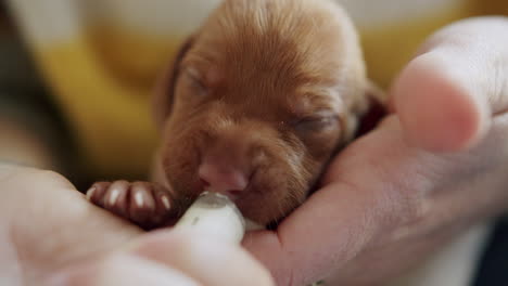 a newborn puppy eats from a human hand