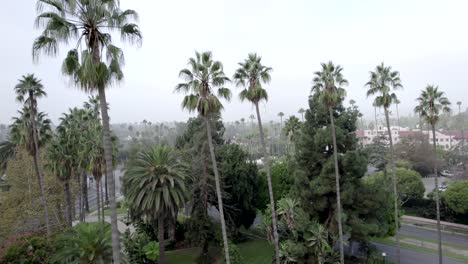 rising aerial view of beverly hills tall palm trees in early morning fog, california