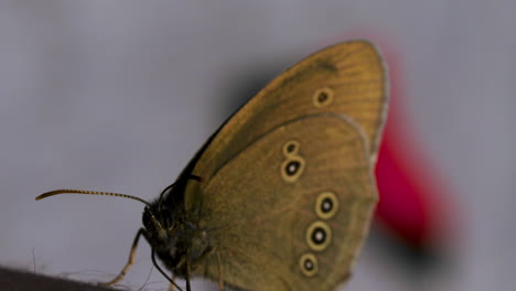 close-up of a butterfly