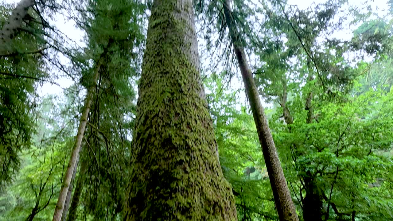 Tall pine trees in lush green forest
