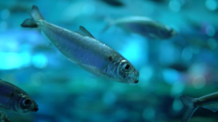 Large aquarium decorated with a coral reef with tropical fish, turtles and stingrays