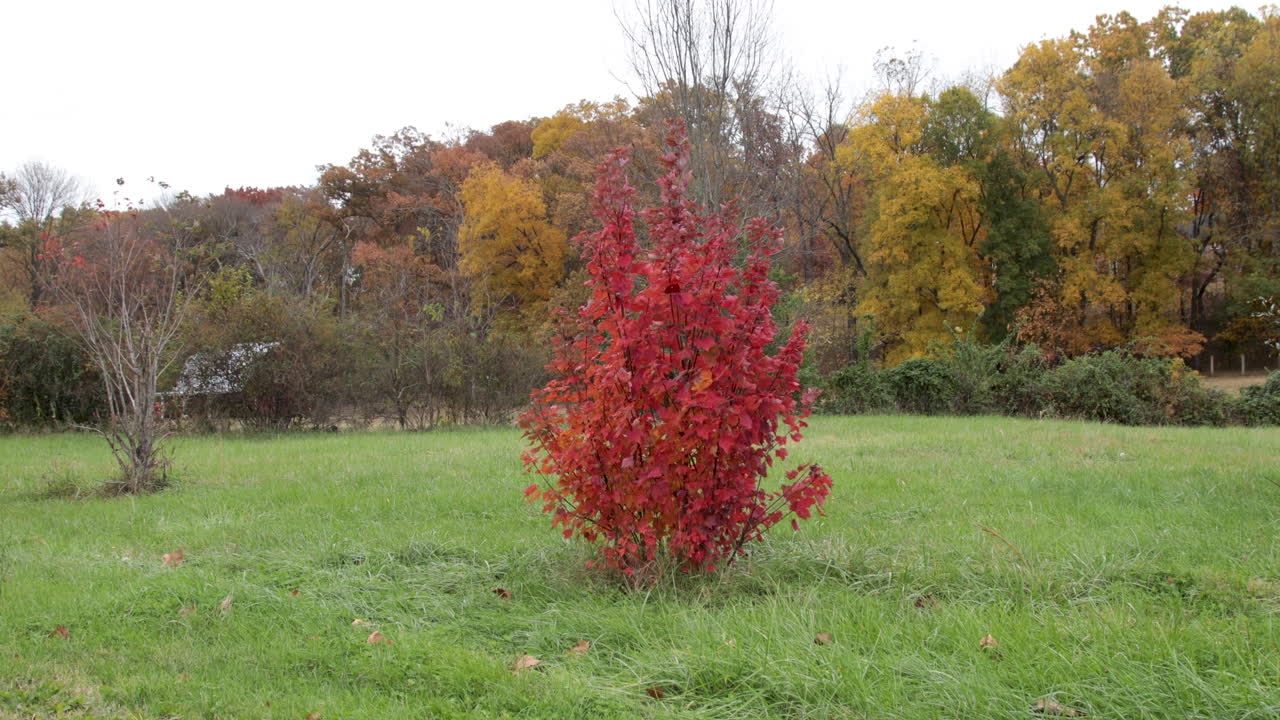 árboles de color de otoño en el borde de un campo arbusto rojo brillante en primer plano