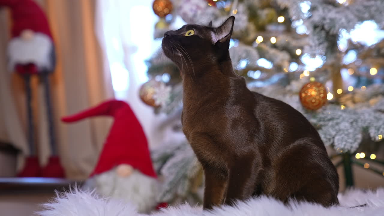 Brown Cat by Christmas Tree