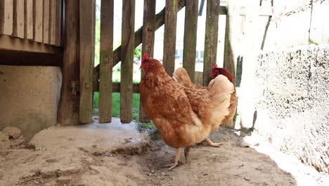 Muchas-Gallinas-Rojas-En-Un-Día-De-Verano-En-El-Pueblo.