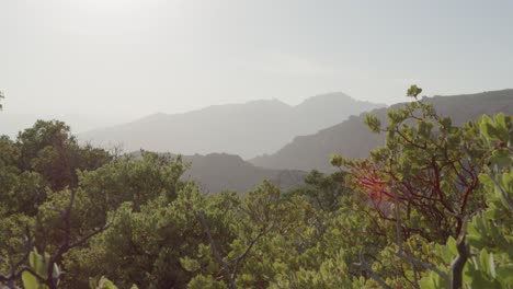 Hidden-valley-panning-shots-on-the-tops-of-bushes