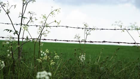 üppige-Grüne-Wiese-Unter-Bewölktem-Blauem-Himmel,-Gesehen-Durch-Stacheldrahtzaun-Und-Windgeblasene-Kuhpetersilie-4k