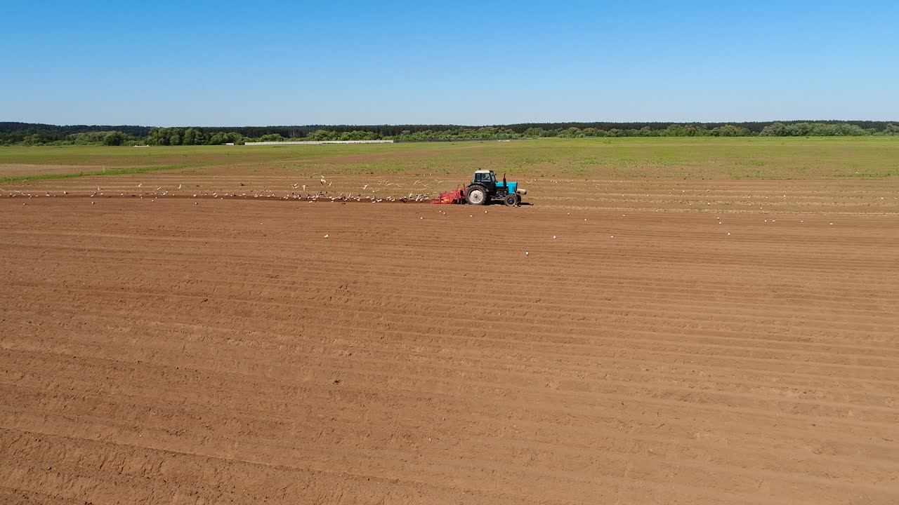 los pájaros hambrientos están volando detrás del tractor, y comen grano de la tierra cultivable.