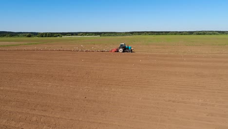 los pájaros hambrientos están volando detrás del tractor, y comen grano de la tierra cultivable.
