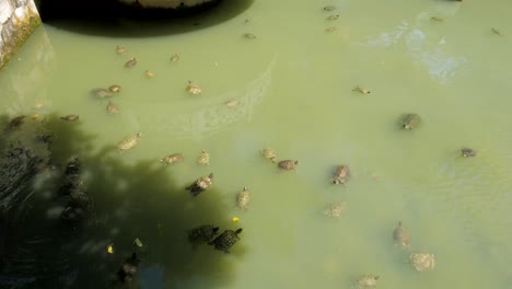 Tortoise-Liberation-Pond-attraction-in-Kek-Lok-Si-Temple,-Malaysia