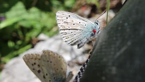 Mariposas-Azules-Y-Amarillas-Caminando-Sobre-La-Mochila-Negra