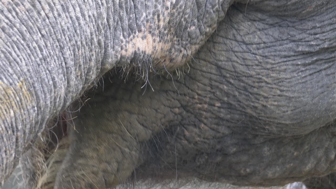 la boca y la trompa del elefante asiático mientras come de cerca extremo
