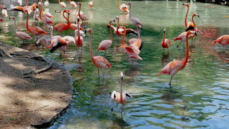 flamboyance or flock of flamingos flapping its wings and climbing on to river bang