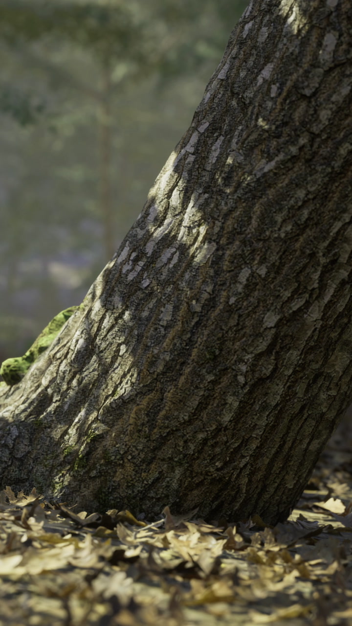 Sunlight gently kisses the bark of a majestic tree in a serene forest