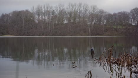 Aparejos-De-Pesca-Acción-De-Cebo-Tipo-Jerk-Plateado:-Caída-Prefabricada-En-Un-Lago