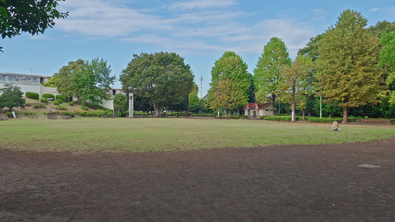 Low angle shot looking over wide, shallow steps into a large, flat, empty park lawn surrounded by lush green trees