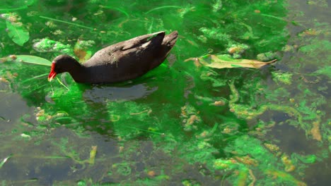 靠近湖邊的草地上尋找和<unk>食的黑<unk>魚 (gallinula tenebrosa) 的近距離拍攝