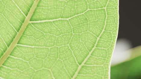 Micro-video-of-close-up-of-green-leaf-with-copy-space