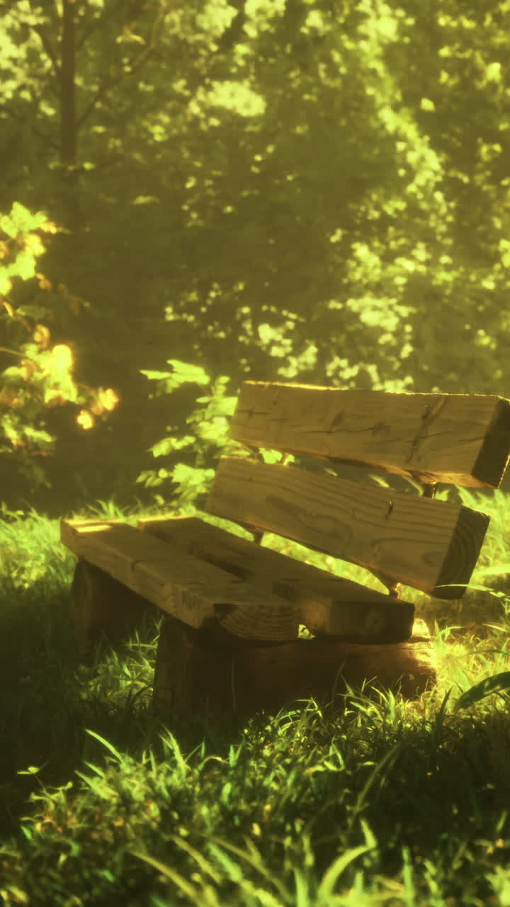 Wooden bench in sunlit forest surrounded by lush greenery in daytime