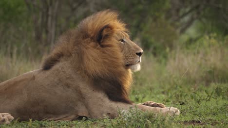 Gran-Majestuoso-León-De-Melena-Negra-Macho-Mira-A-La-Derecha-Del-Marco-De-Matorrales