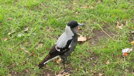 a magpie exploring and foraging on grassy ground