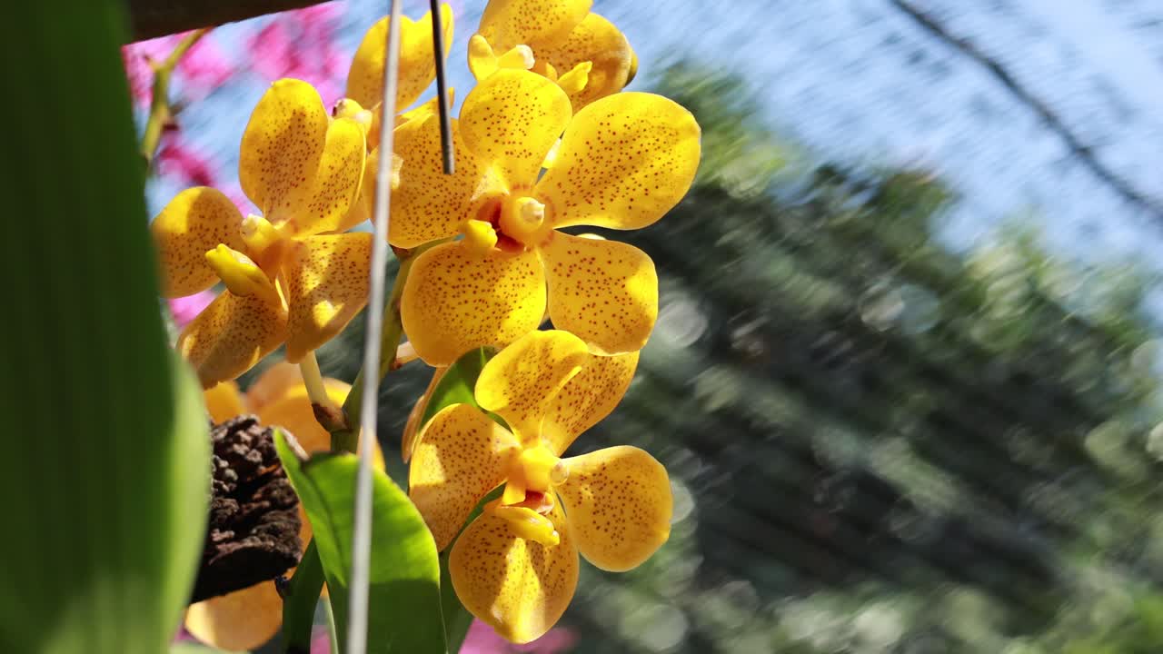 Yellow orchids sway gently in a sunlit garden, surrounded by lush greenery and vibrant colors