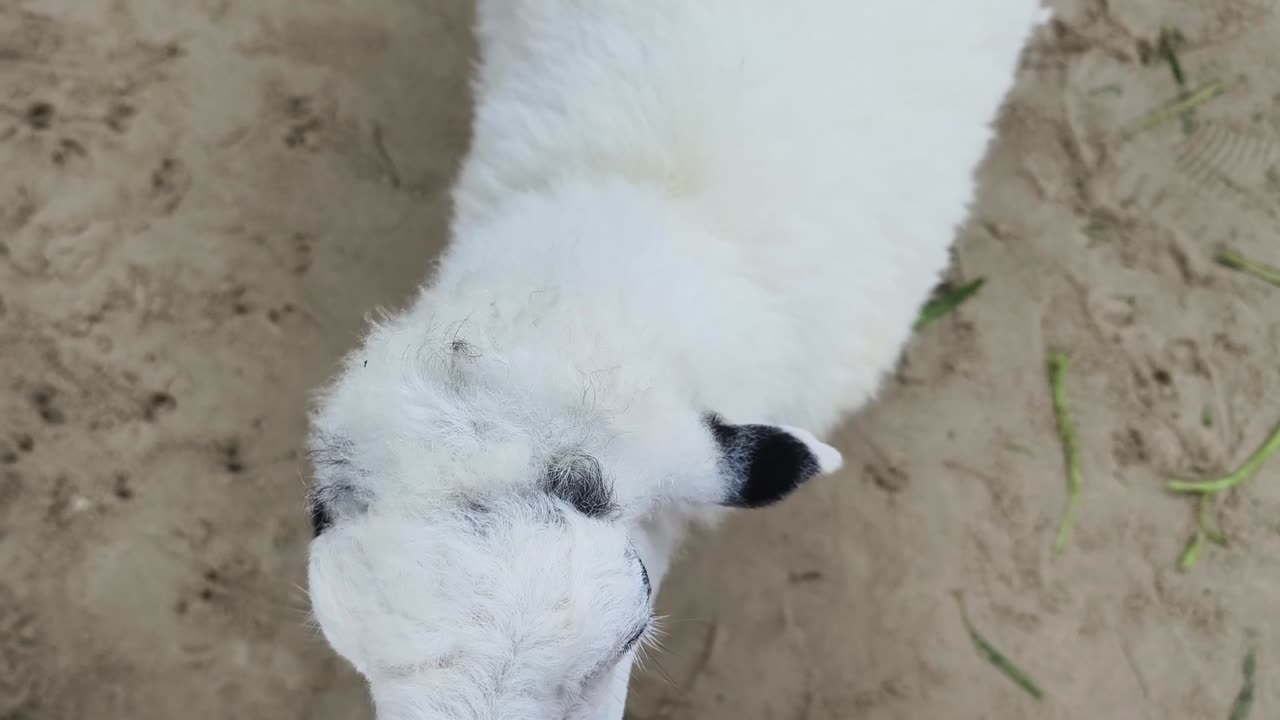 белые овцы на ферме