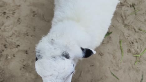 white sheep in a farm