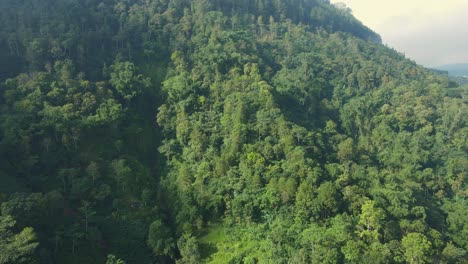 Vista-Aérea-Del-Bosque-Verde-En-La-Ladera-De-La-Montaña