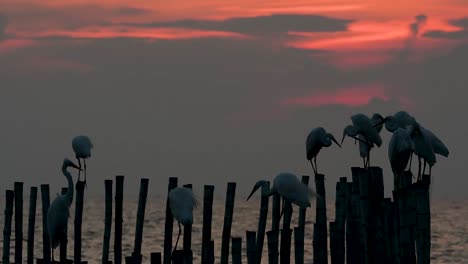 The-Great-Egret,-also-known-as-the-Common-Egret-or-the-Large-Egret