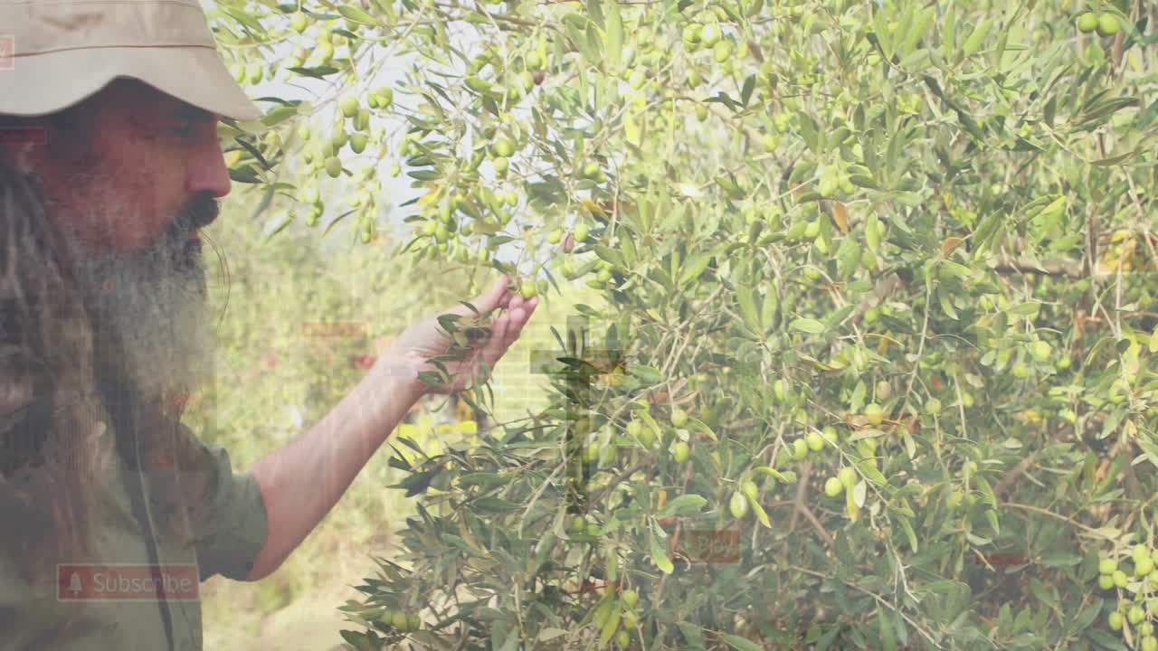 Senior farmer inspecting olive clusters in grove, showing animated agriculture analytics overlay