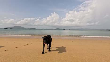 a black dog walks toward the camera across an empty sandy beach under bright daylight, with calm sea and distant islands in the background