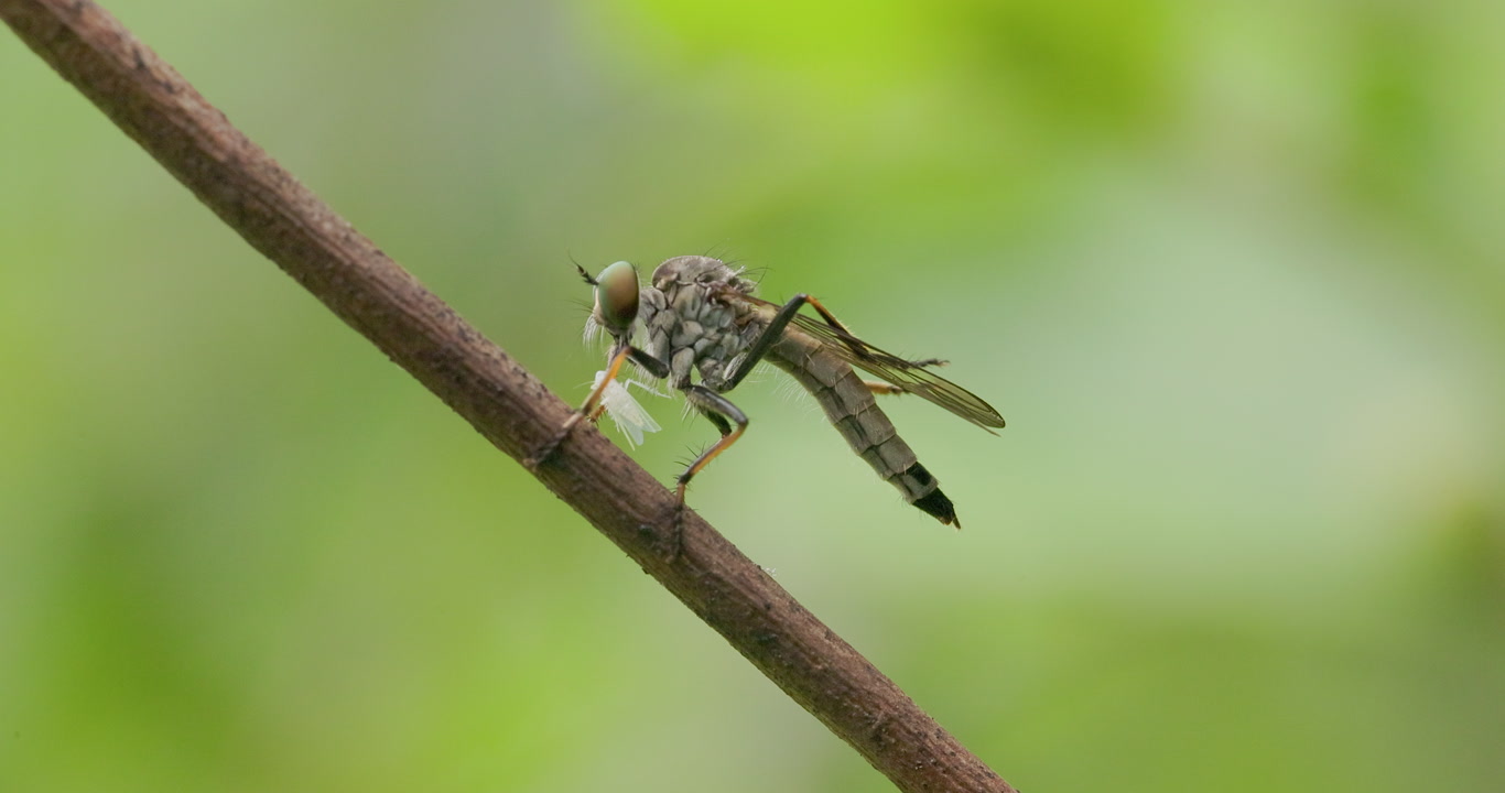 Closeup Robber fly holding a kill with its front legs while preening its head with its middle legs.