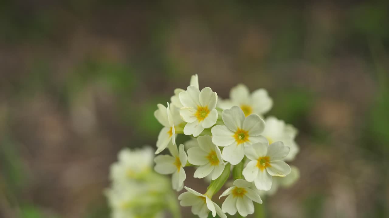 작은  꽃 어리의 클러스터 클로즈업