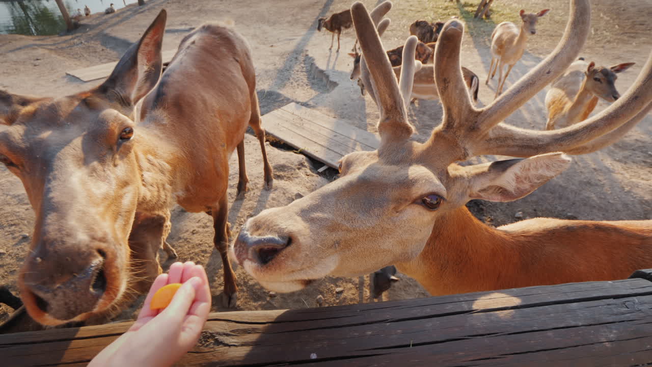 그 남자는 뒤에 귀여운 사슴에게 먹이를 주고 작은 사슴과 다른 동물들을 볼 수 있습니다