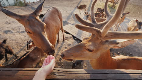 the man feeds a cute deer behind you can see small deer and other animals