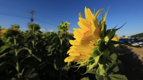 close up shot of a sunflower against a bright blue sky