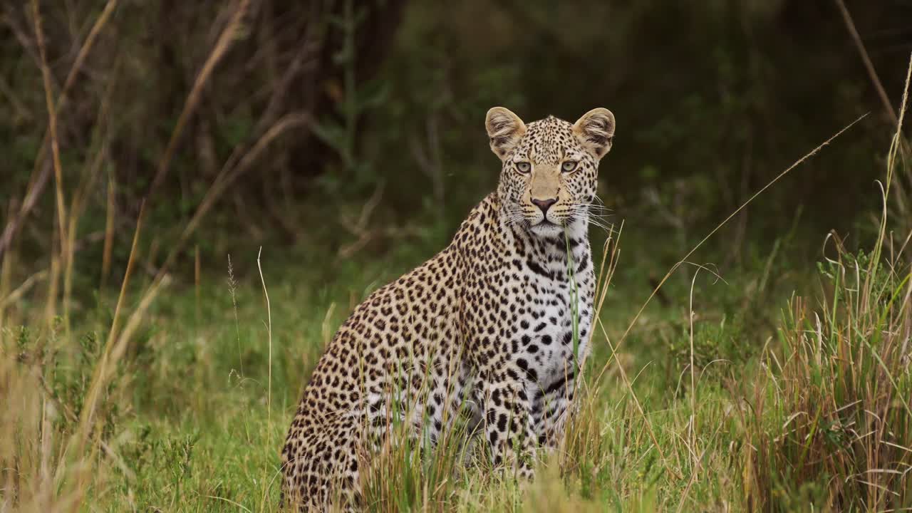 poderoso leopardo con hermosas marcas y manchas sentado pacíficamente en el desierto de hierba alta vigilando las praderas, la vida silvestre africana en la reserva nacional de maasai mara, kenia, áfrica animales de safari