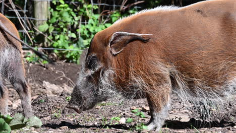 zoological park in france: tight view, two warthog looking at the ground, brown fur