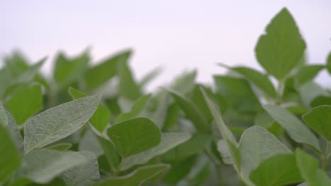 low-angle close-up of soybean leaves under a grey sky.