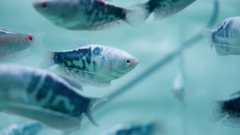 cute blue fish of three spot gourami type