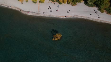 Wanaka-Baum-Drohne-Hat-Einen-Einsamen-Baum-Erschossen