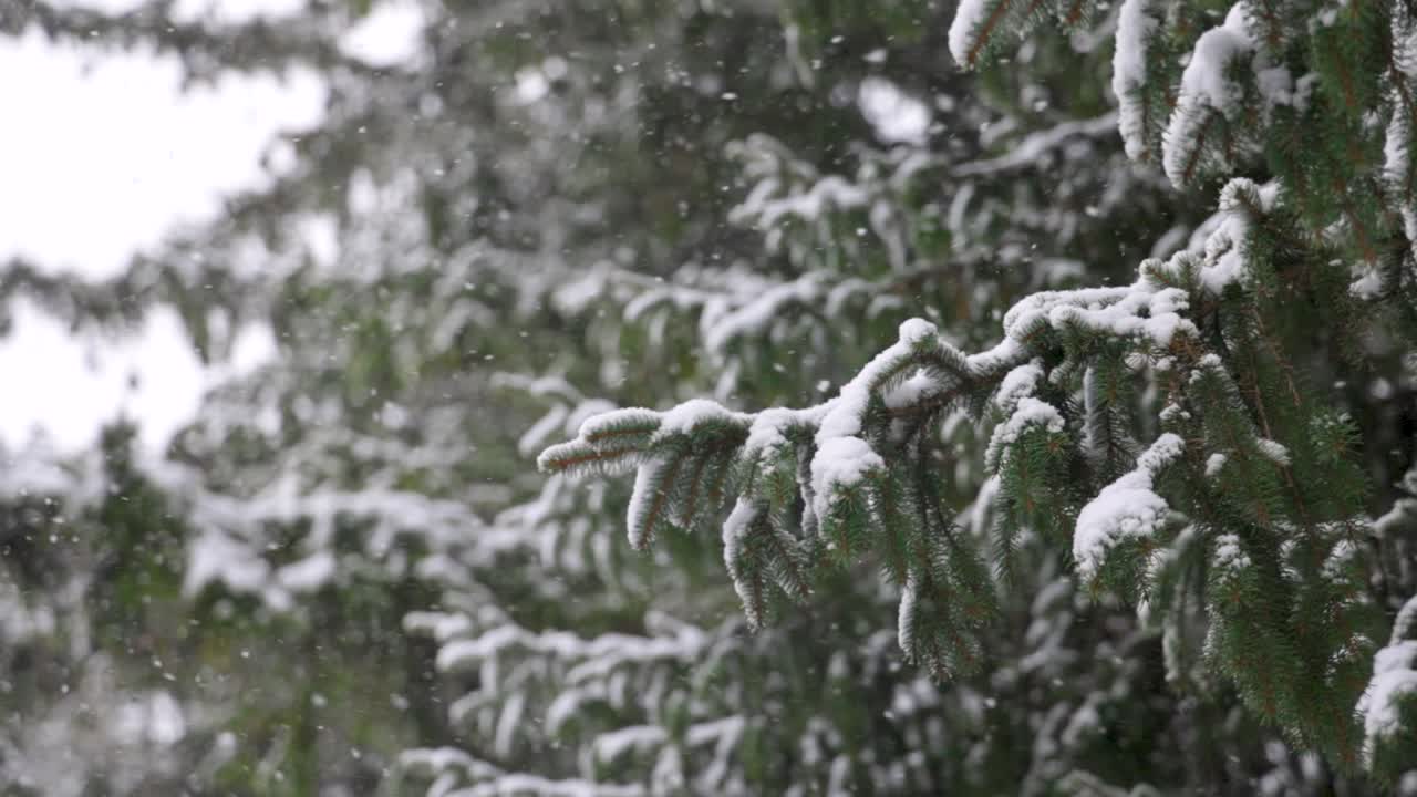 tormenta de nieve ventosa con grandes copos aterrizando en un árbol siempre verde