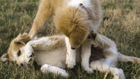 playful anatolian shepherd and the great pyrenees mix breed puppies