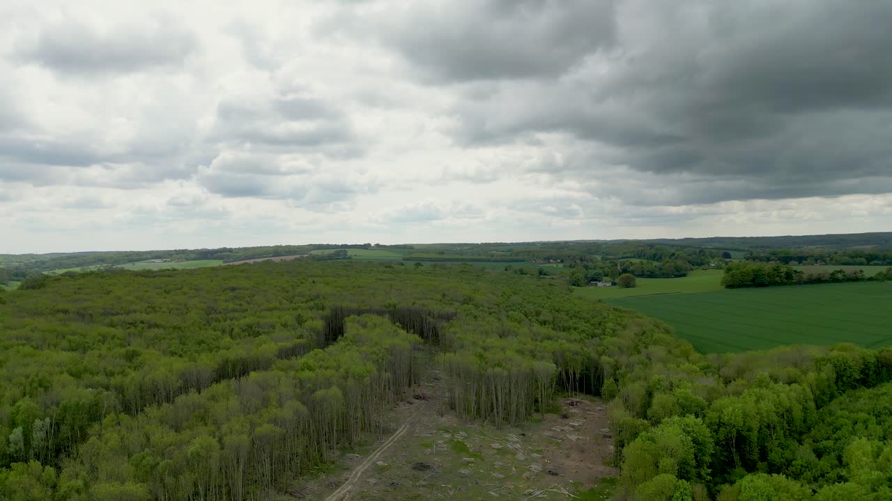 Plano aéreo ascendente de drone de árvores verdes em área de floresta inglesa com desmatamento.